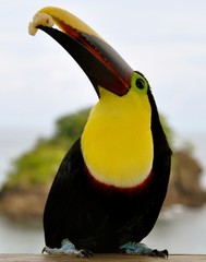 Obraz premium Pearl Islands Toucan