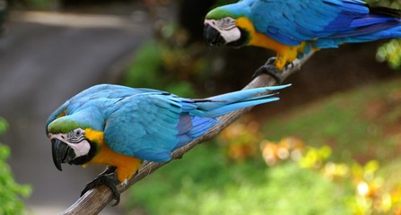 Macaws 11