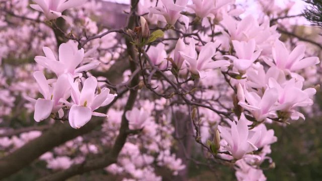 Japanese garden views with blossoming pink flowers, pond, cherry trees, 4K - 2