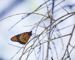 butterfly - beauty in nature