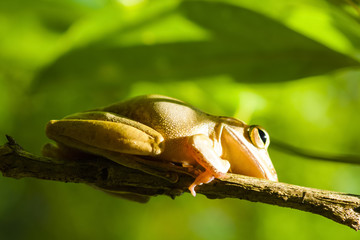 Common tree frog or golden tree frog and background of nature