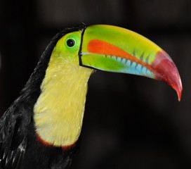 Colorful Toucan