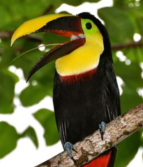 Toucan Saying Hello