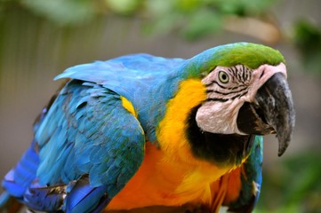 Macaw 22