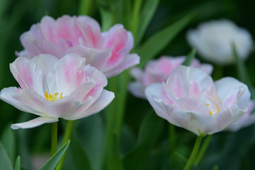 Fototapeta na wymiar tulip