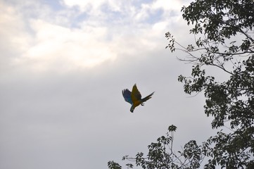 Macaw 2