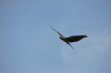 Macaw 1