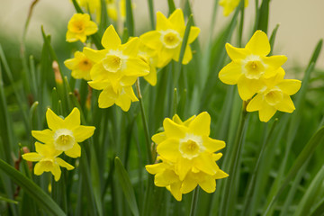 Obraz premium Spring Daffodils