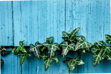 Green ivy growing along rustic blue outdoor wall. Abstract background or backdrop setting.