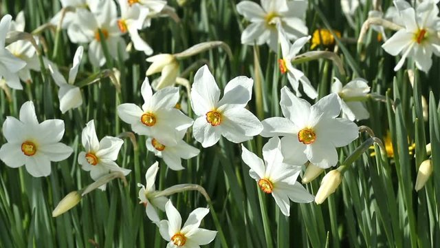 White flowers of daffodils in the garden