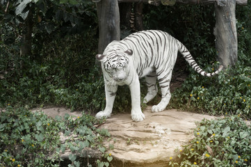 Image of a beautiful and elegant white Bengal tiger.