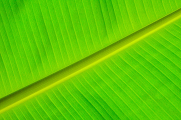 Banana leaf texture background.selective focus.