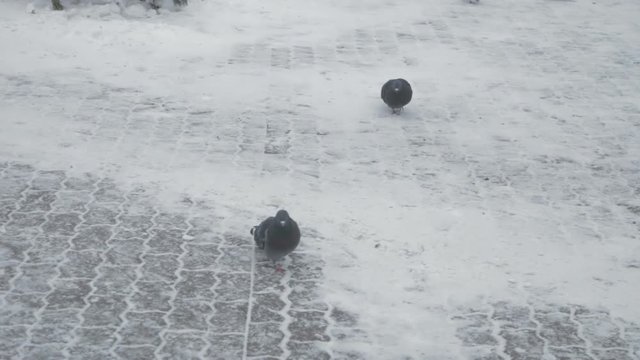 Pigeons clumsily walking on snow-covered surfaces