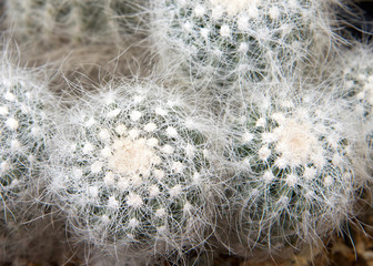 Copiapoa krainziana grows individually or from the base branching, forming up to one square meter...