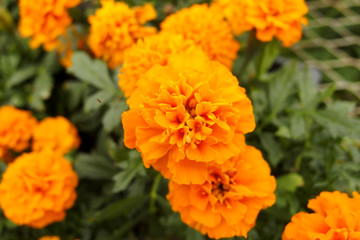 マリーゴールド