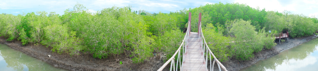 Fototapeta na wymiar Panorama of mangrove forest, in National Park Thailand