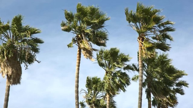 Palm trees blowing in the wind. Sub tropical climate during the spring time. Bright blue sky and contrasting green shot at a very smooth 30 frames per second allows slowing down and now frame drops.