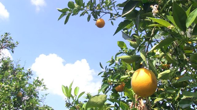 Serie of close shots of oranges in an orange grove in Central Florida, USA - 5