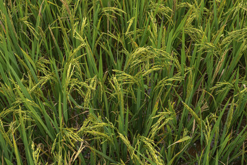 Obraz premium A part of rice terrace at Mu Cang Chai is a rural district of Yen Bai Province, in the Northeast region of Vietnam.