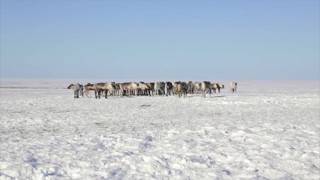 A small herd of wild deer around the endless Arctic snow desert, Tundra, North of Russia - 5