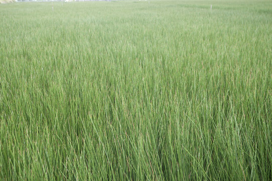 ビーグ（イ草）畑