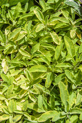Fototapeta na wymiar Green variegated sage plants