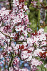 Pink cherry blossoms in bloom