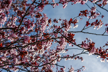 Pink cherry blossoms with blue sky