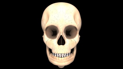 3d illustration of human body skull anatomy