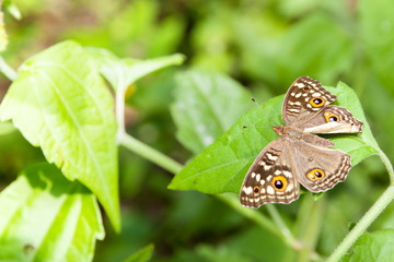 Butterfly on the leaf