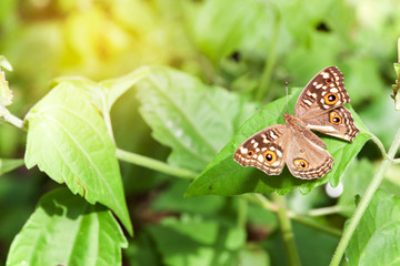 Butterfly on the leaf