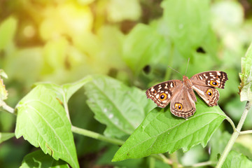 Butterfly on the leaf