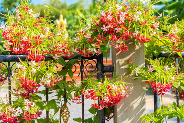 Combretum, Quisqualis indica, Chinese honeysuckle or Rangoon creeper ,pink flowers with fragrance.