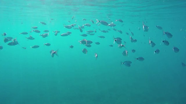The underwater views of the ocean with its inhabitants - 4