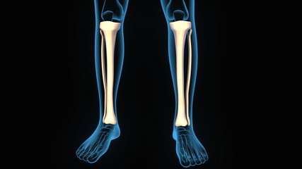 3d illustration human body tibia anatomy