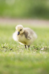 Single Gosling