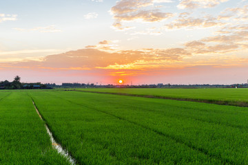 Fototapeta na wymiar sunrise over rice fields, Thailand.