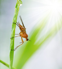 ein Fliege sitzt auf einer Wiese, bei strahlendem Sonnenlicht, im Morgentau
