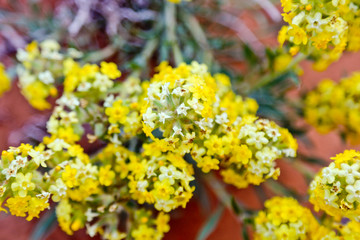 Flowers growig in the desert