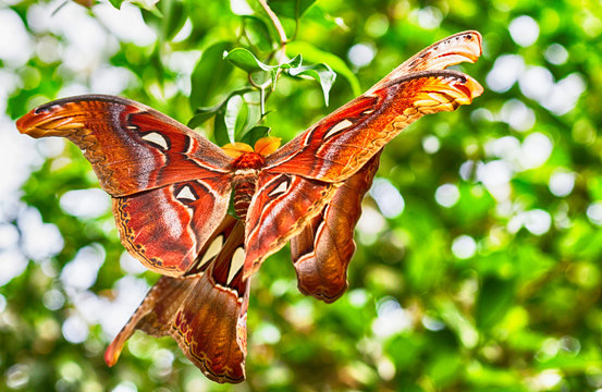 Giant Atlas Moth