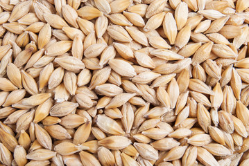 Barley grains malt seeds textured macro background