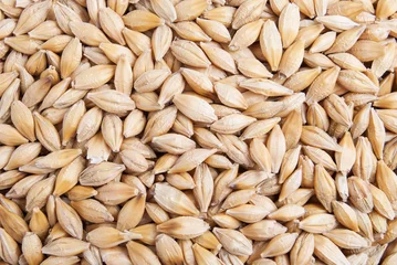 Plexiglas foto achterwand Barley grains malt seeds textured macro background © a_m_radul
