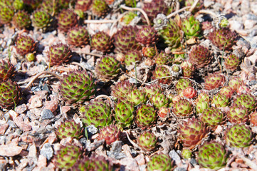 Sempervivum tectorum green round  succulent plant on ground in sunlight 
