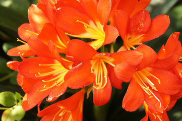 Klivie or clivia miniata bunch of red flowers with green