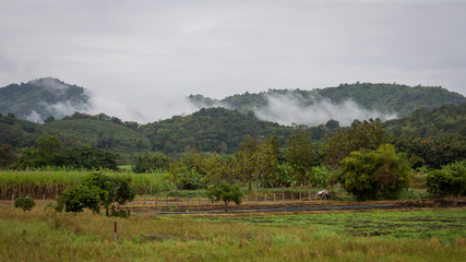 Trees on hills with mist in the morning.