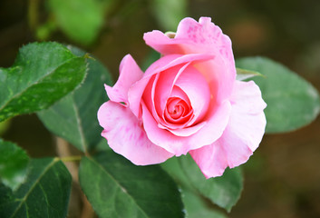pink  rose in the garden