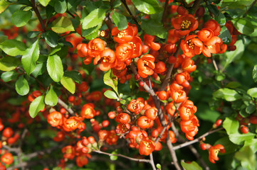 Chaenomeles japonica red flowers with green