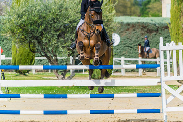 Equitation, saut d'obstacles, compétition.