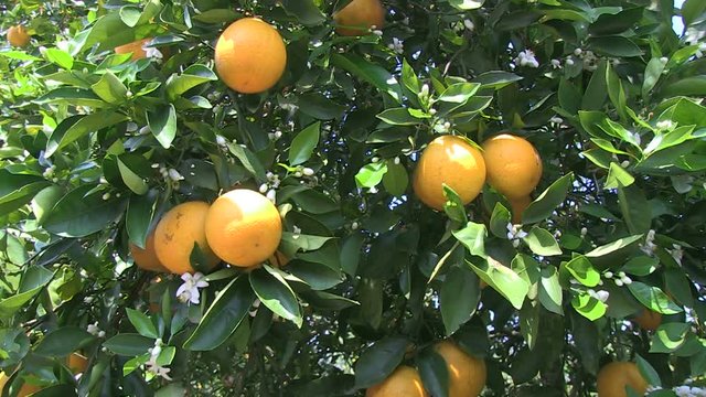 Orange grove with irrigation and oranges.  Grove paths, irrigation and general oranges - 6