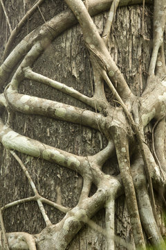 Roots of a strangler fig tightly grip a Florida cypress.